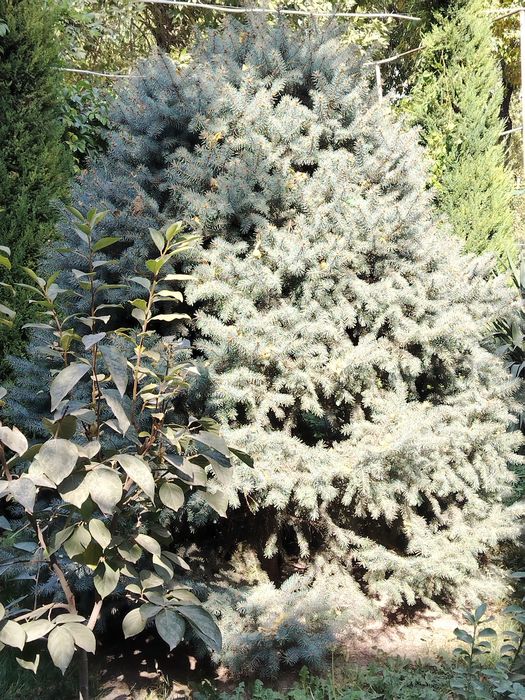 Голубой йел арча сотилади. 2.5   3 метр чикади.