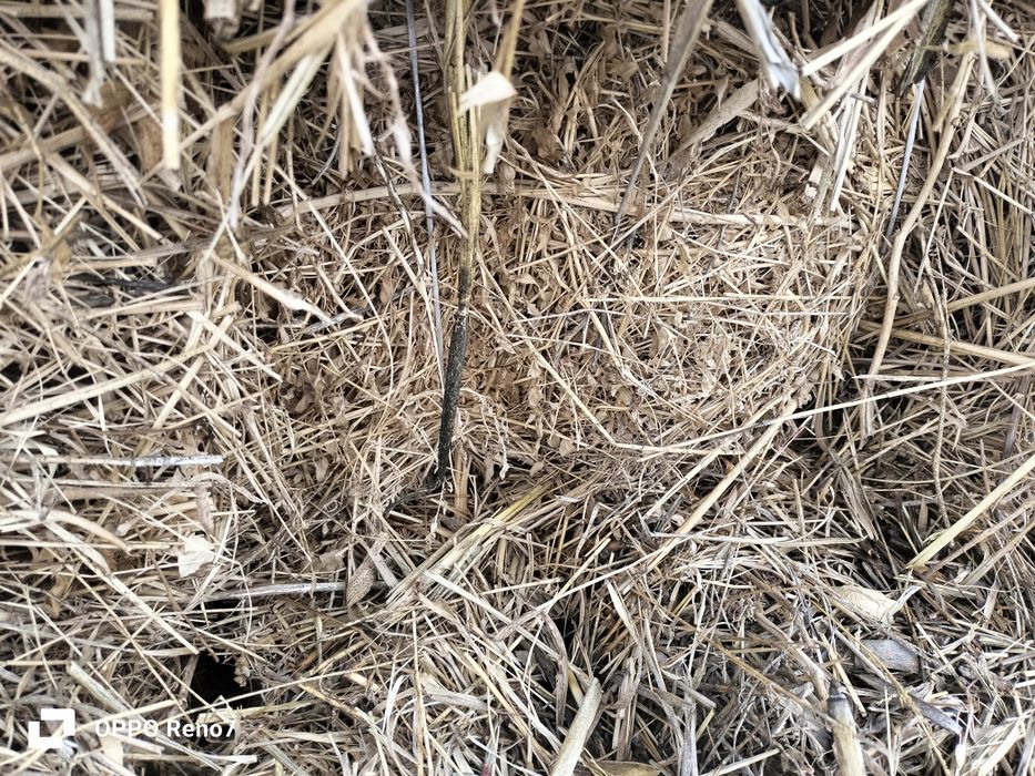 Sholi, makka, drushda oʻt preslar bor 20mingdan