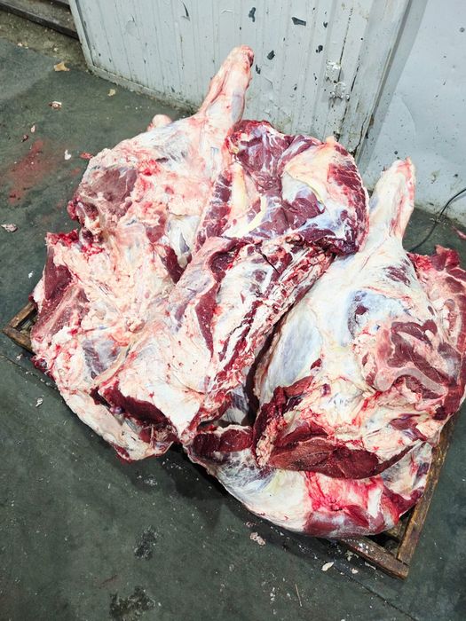 Мясо говядины конины баранины