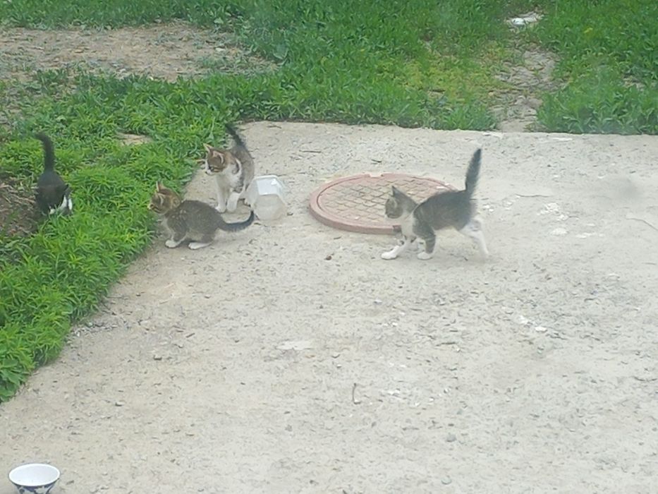 На добрые руки котенки