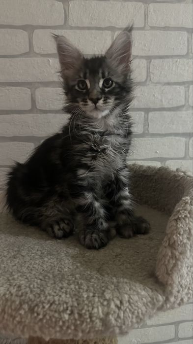 Питомник:Котят:Породы:Мейн-Кун