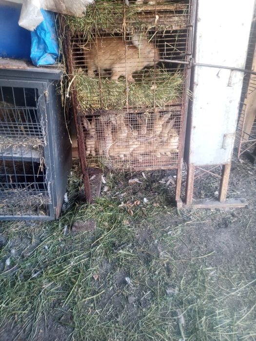 Vând 7 iepurași frumoși 30 lei
