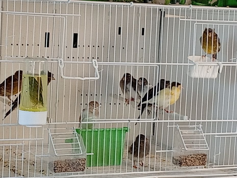 Canari Timbrado clasic
