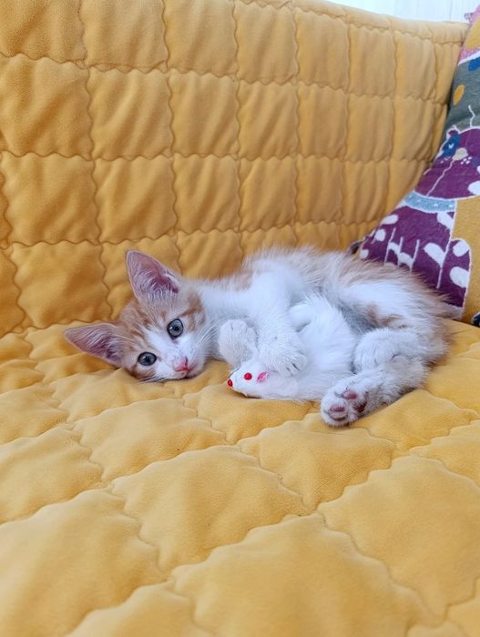 Мистер Морковкин, 2,5 мес