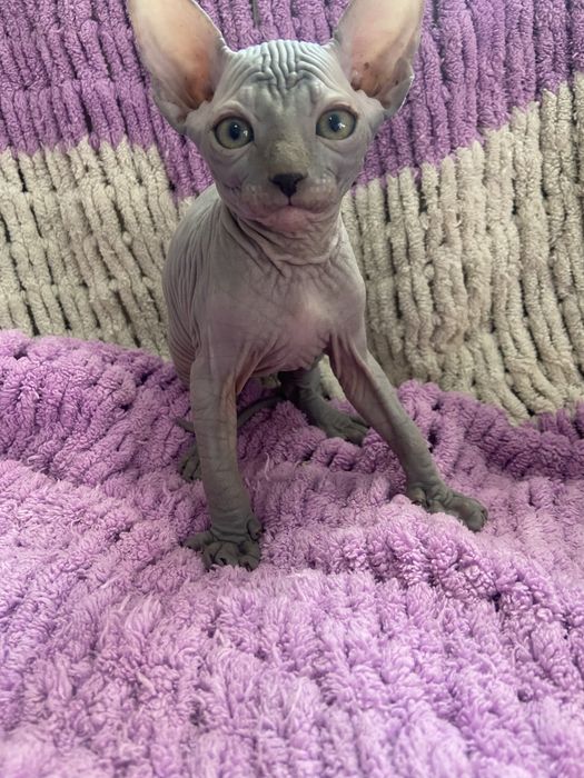 Два лысых котёнка сфинкса, мальчики