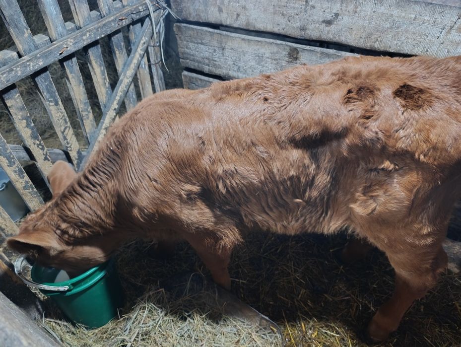 Продам телёнка (бычёк)