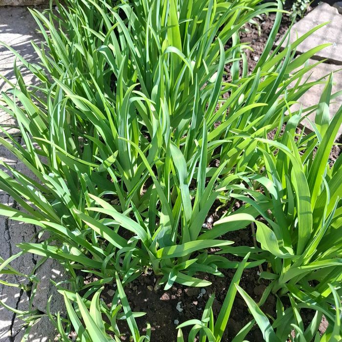 Хемерокалис градинско растение