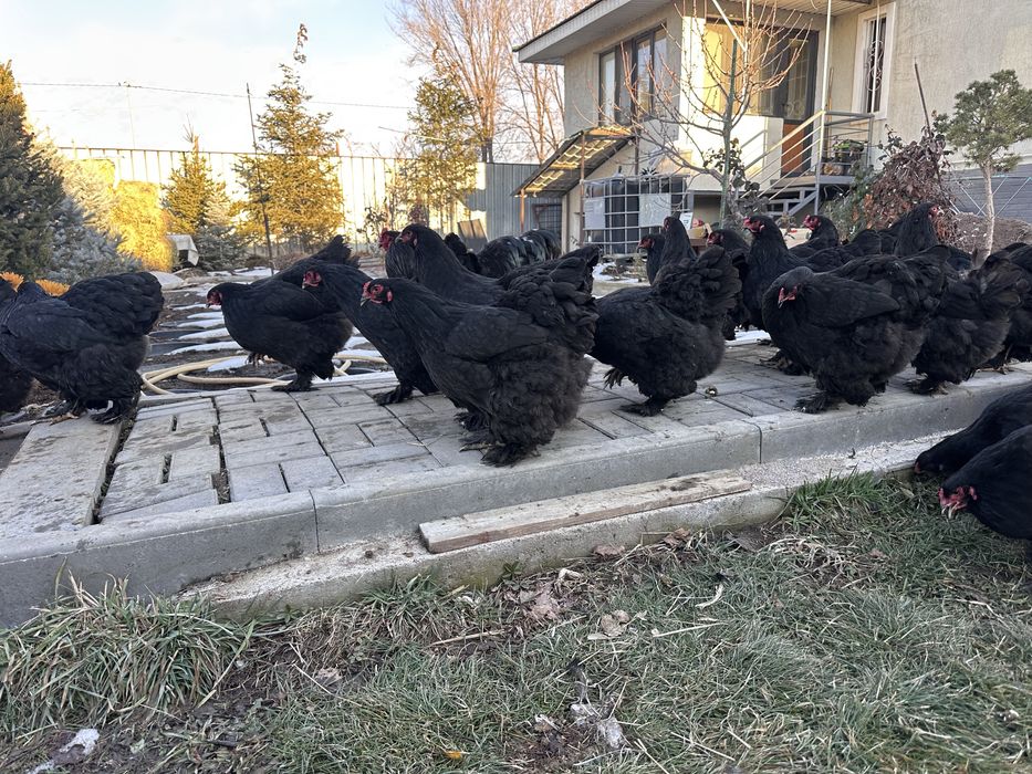Куры брама черная