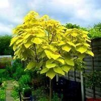 Манзарали кочатмиз сотувда