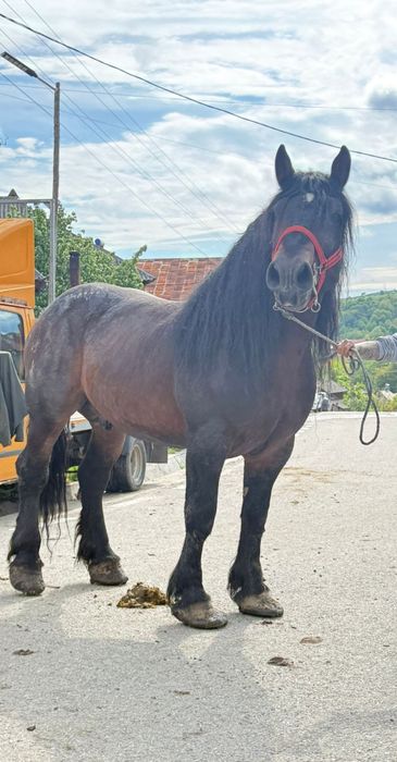 Armăsar de vânzare