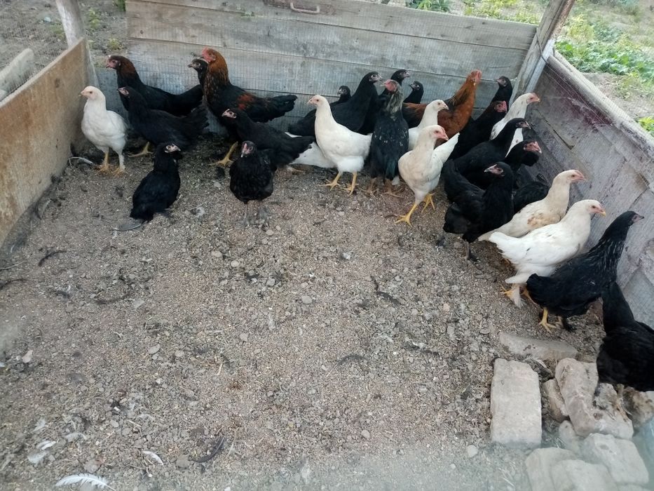 Сотилади кора товуклар ва хороз домашние