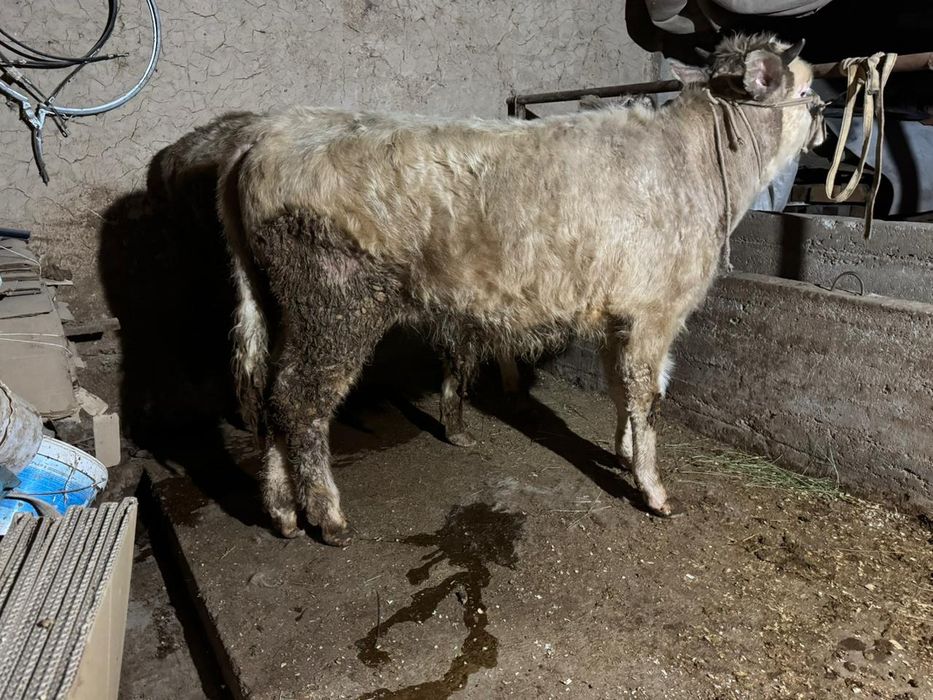 2бас аулекол сатылады