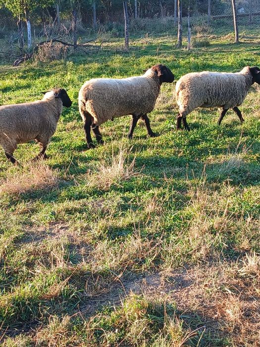 Berbecuț Suffolk original – 2 ani – ~120 kg