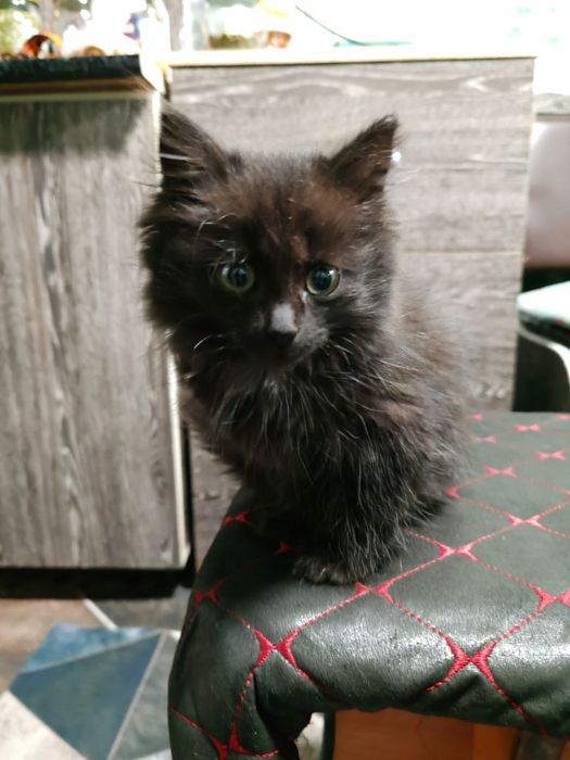 Отдадим в добрые руки