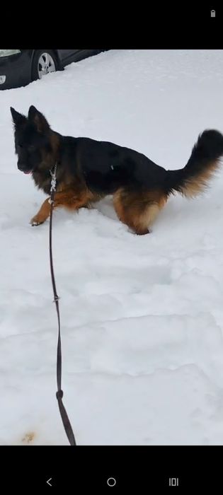 TRIXIE WALKER CARE, Pantofi Protectori Pentru Caini, Marime M , 4 buc