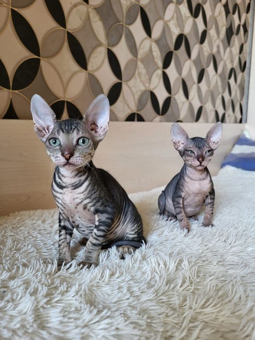 Котятки Донские Сфинксы.