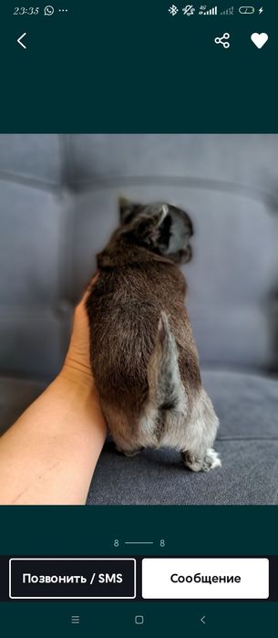 Продам мини чихуахуа