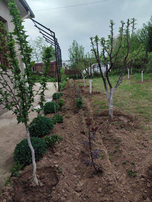 Продается дача в Янгиюльском районе