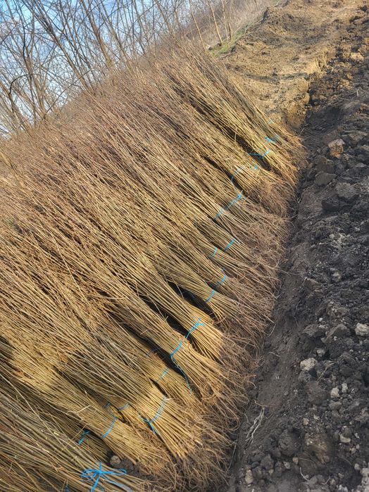 Vând puieti de salcâm.