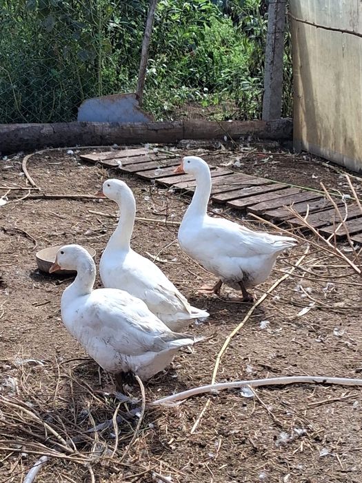 Gaste de tara crescute natural