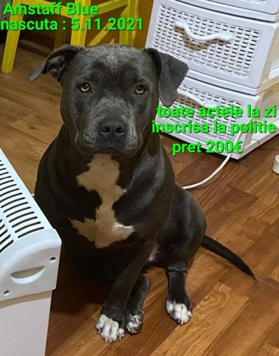 Vand pt.cunoscatori Amstaff Blue