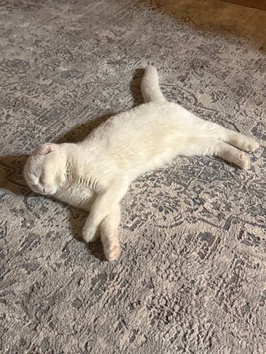 Отдам кошечку в хорошие руки