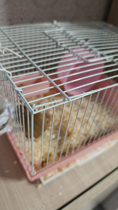 Продам хомяка с клеткой