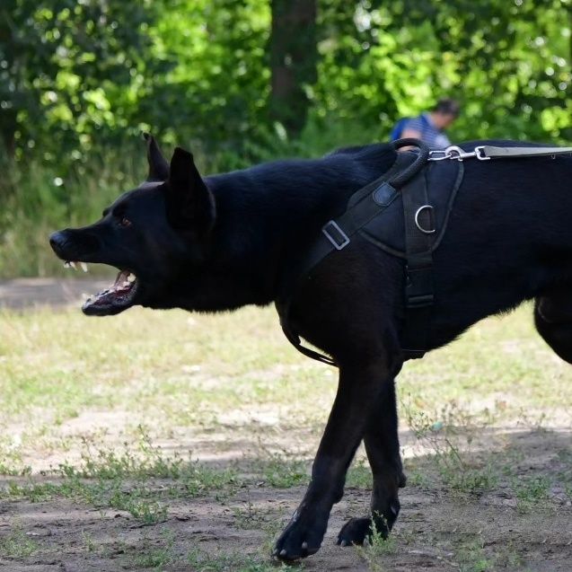 Вязка, кобель ВЕО