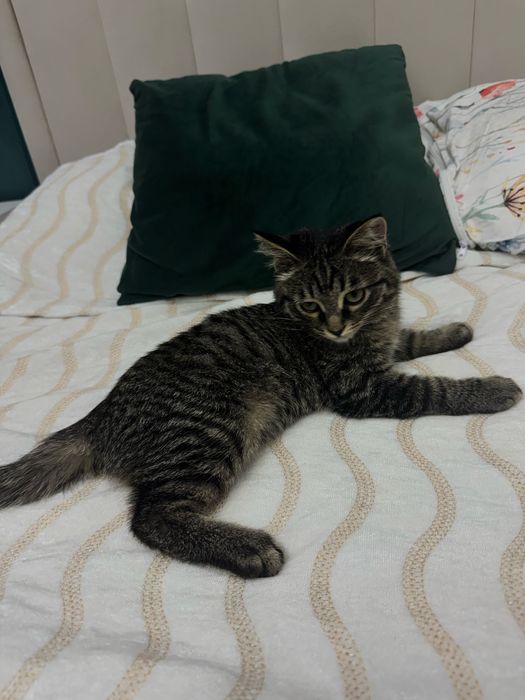 Котенок бесплатно