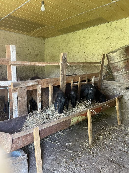 Продаются бараны