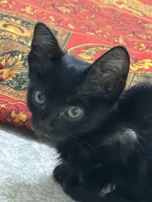 котенокк мальчик