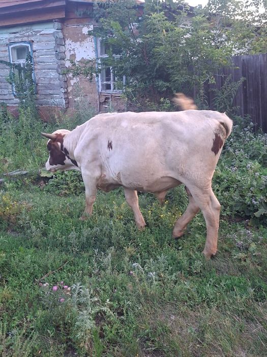 Продам быков.