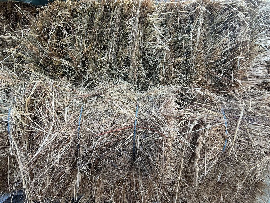 Vand fan de calitate, baloti dreptunghiulari