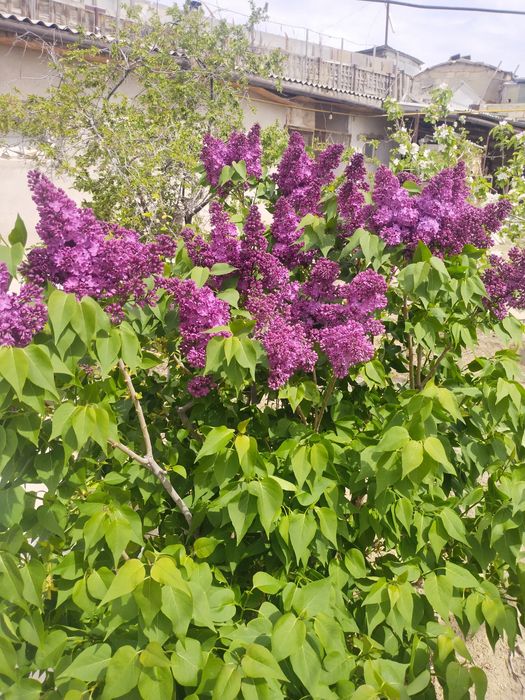 Продается очень красивая сирень