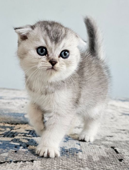 Котенок Скоттиш страйт и фолд серебристый шиншилла