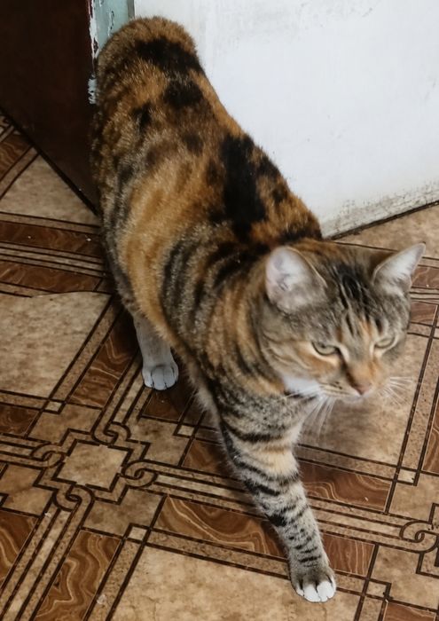 Отдам кошку стерелизованная