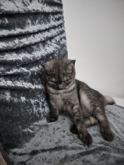 Отдам хорошие руки котёнка