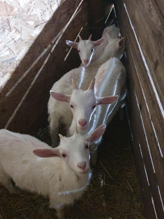 Disponibil 4 iezi saanen