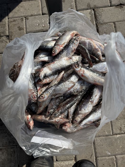 Продам рыбу карась и рипус из Зайсана