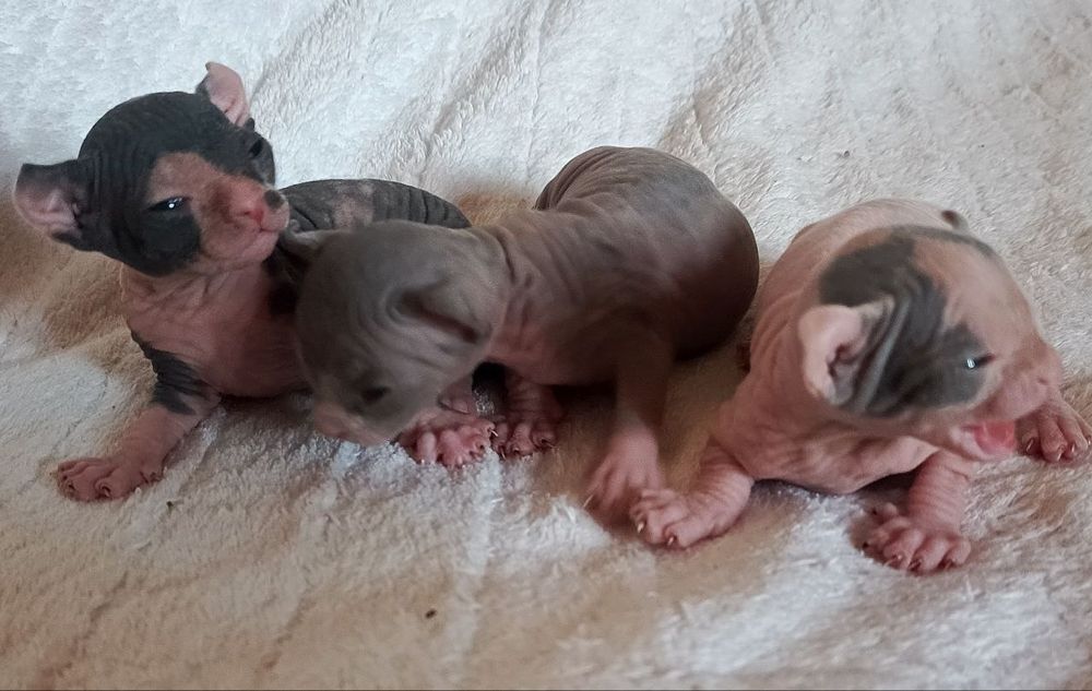 Продаются котята сфинксы