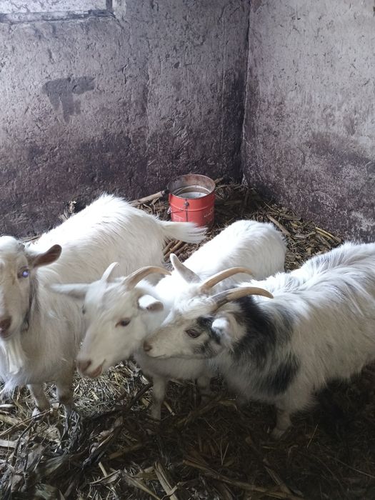 Vând iezi iezi iezi