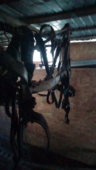 Vând mânză 1an și 4 luni ,ham și caruta