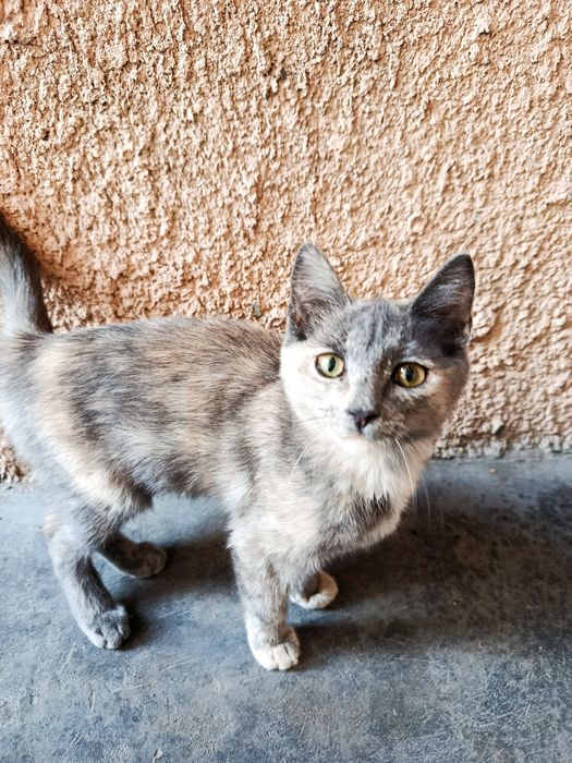 отдам двух милых котят
