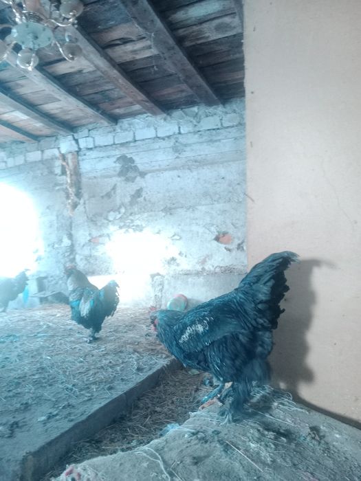 Әтеш Петухи БРАМА