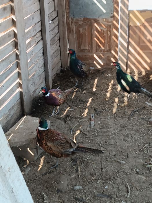 Индоутка қырғауыл