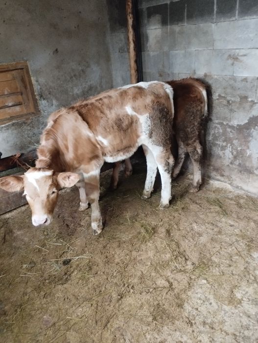 De vânzare un Taurus și o vițeauă