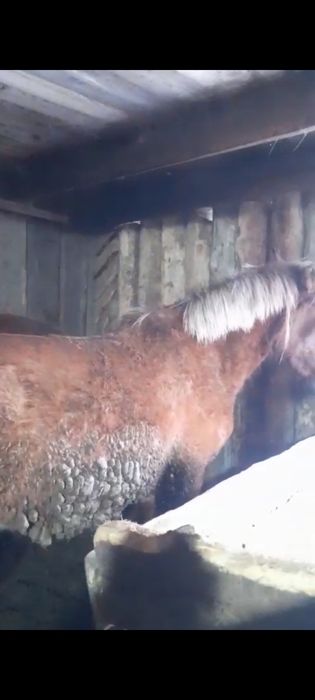 Продам Лошадей с откорма