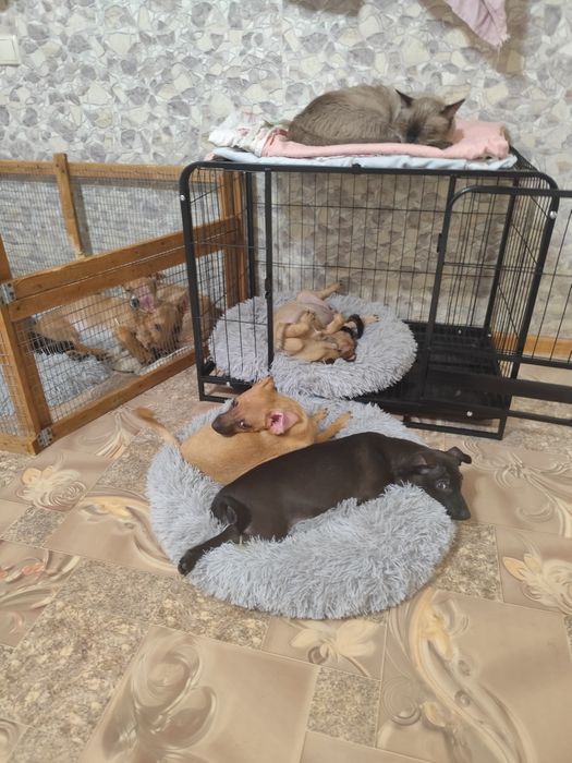 Щенки в добрые руки