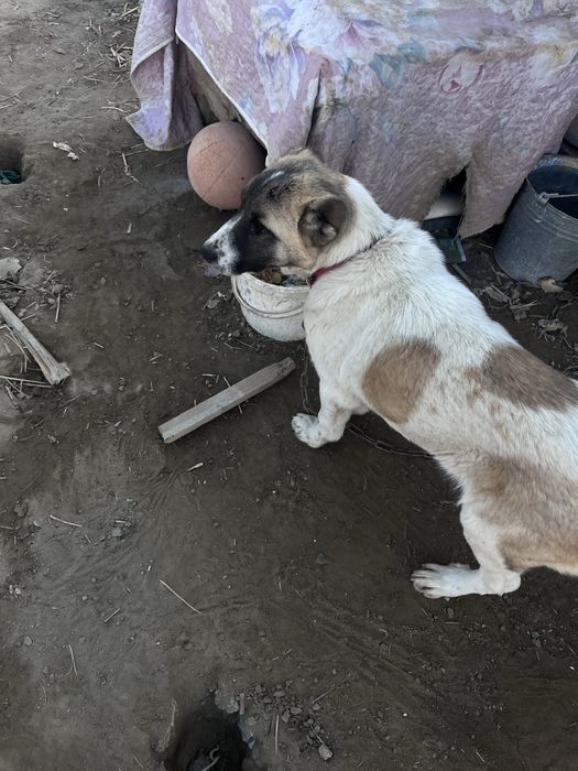 Алабай күшік сатылады тасбугетте 50к