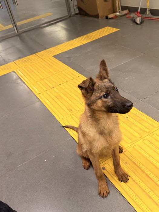 Щенок малинуа сука